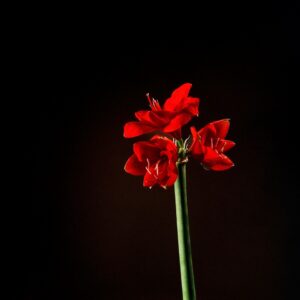 Πάρις Ταβιτιάν. Άνθος Amarillys